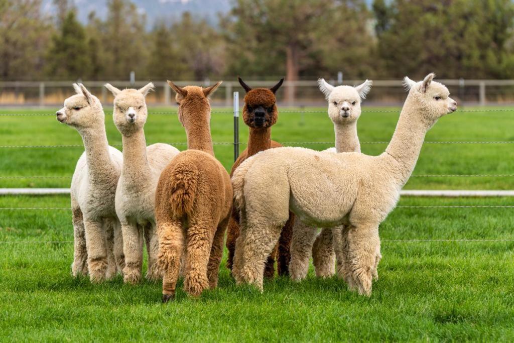 Alpaca Farm And B&B - Mama Adama Grândola エクステリア 写真